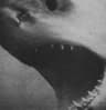 Profile picture of Tessie Jacuzzi